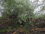 DSCF0049