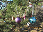 IMG_8505