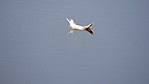 DSCN0930