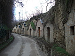 Nyúl 017