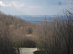 Nyúl 027