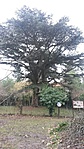 tábla cádrussal