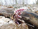 DSCN4749