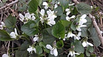 Maglód 2018.04.06.