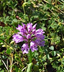 Kosbor a ládától nem messze