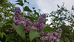 20180501_172451_resize