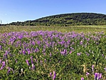 IMG_9767