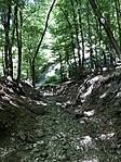 IMG_9768
