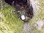 Hollókő 003