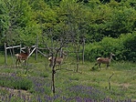 IMG-e058e75cd142e64f47a6d762c27f15d6-V