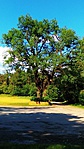 IMG_20180513_164753