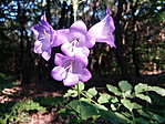 IMG_20180526_174952