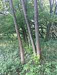 IMG_1728