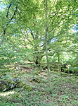 IMG_20180610_180125_8