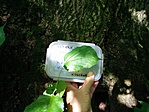 IMG_20180617_153454