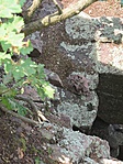 IMG_1520