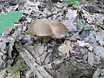 IMG_1925