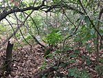 IMG_5075