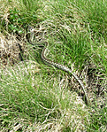 Keresztes vipera