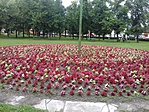 Virágcentrum