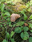 IMG_20180715_112537
