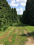 IMG_8335