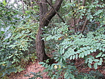 FA1
