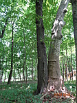 DSC02240
