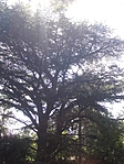 Cédrus