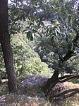 IMG_2460