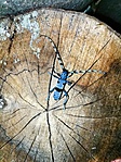 IMG_20180630_125810-01