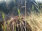 image002