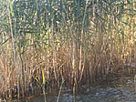 image004