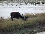 Mórahalmi bivalyrezervátum (Nagyszéksós-tó) 005