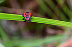 IMG_4272_1