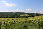 IMG_0229
