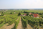 IMG_0314
