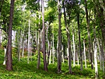 P1110106