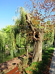 Korhadt fa