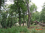 DSC03241