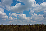 _DSC5241