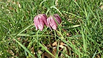 Kockás liliom
