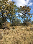 IMG_0381