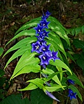 Gentiana asclepiadea