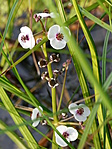 P1120426