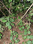 P1120431