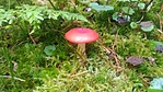 Russula silvestris (Erdei galambgomba)