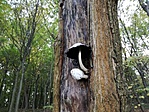 IMG_20181014_164022