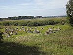 Vörsi Kis-Balaton és Betlehem-3