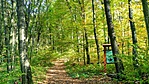 Ősbükkös parkerdő